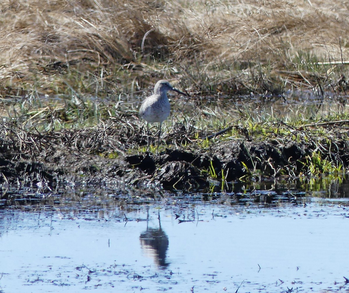 Willet - ML232158661