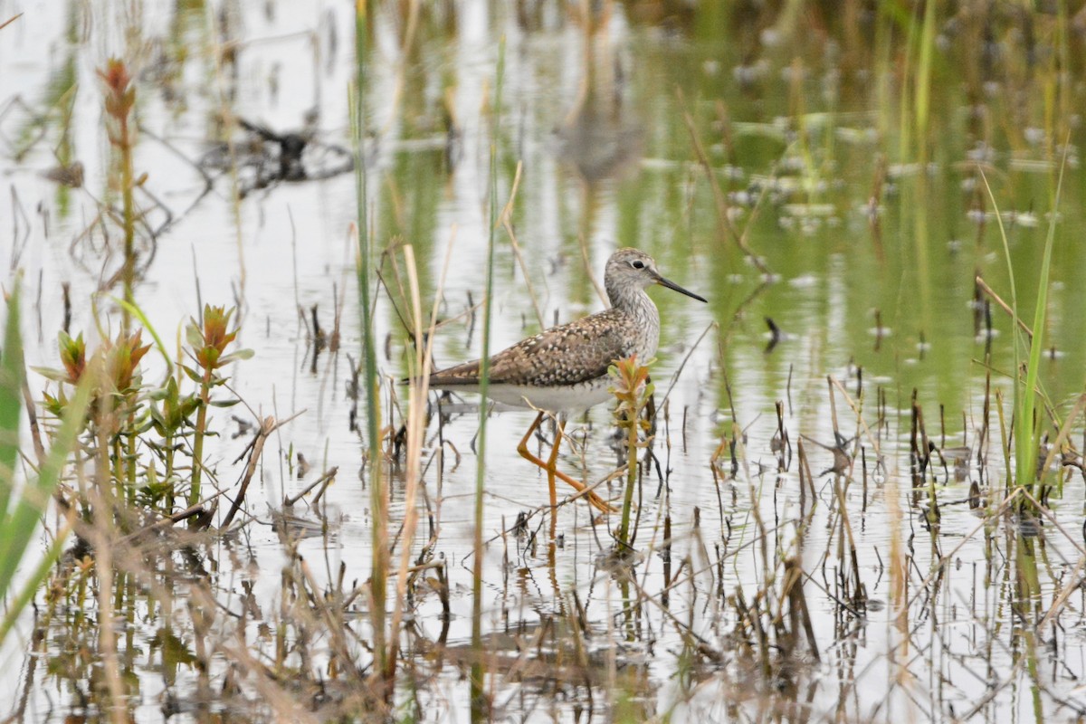 Lesser Yellowlegs - ML232159131