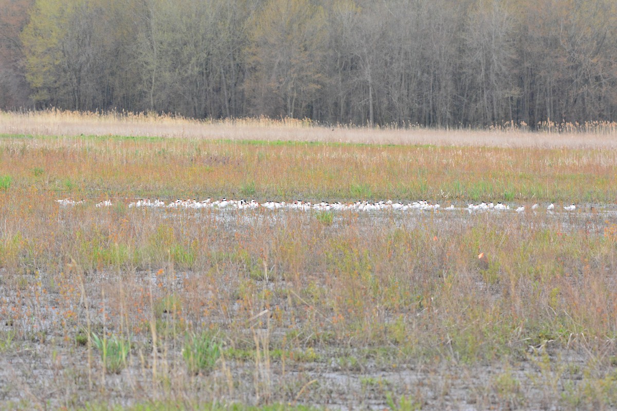 Caspian Tern - ML232159231