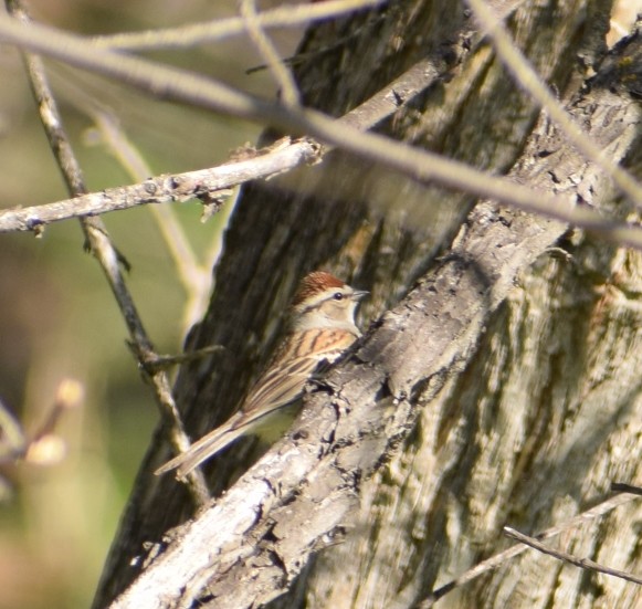 Chipping Sparrow - ML232160081