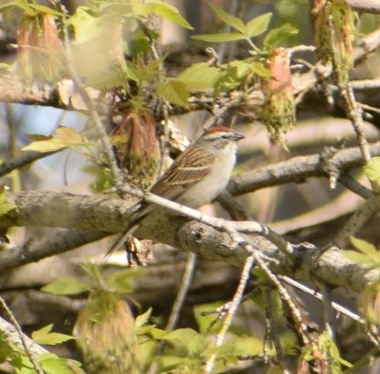 Chipping Sparrow - ML232160201