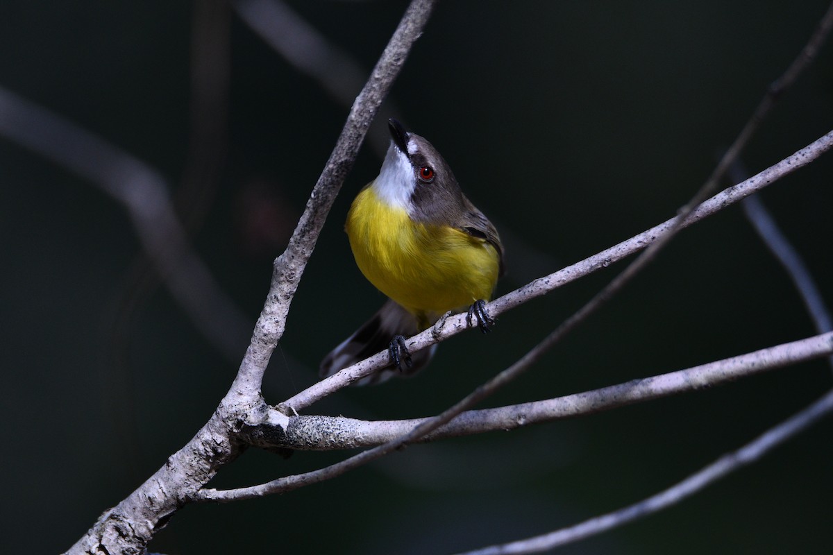 White-throated Gerygone - ML232161691