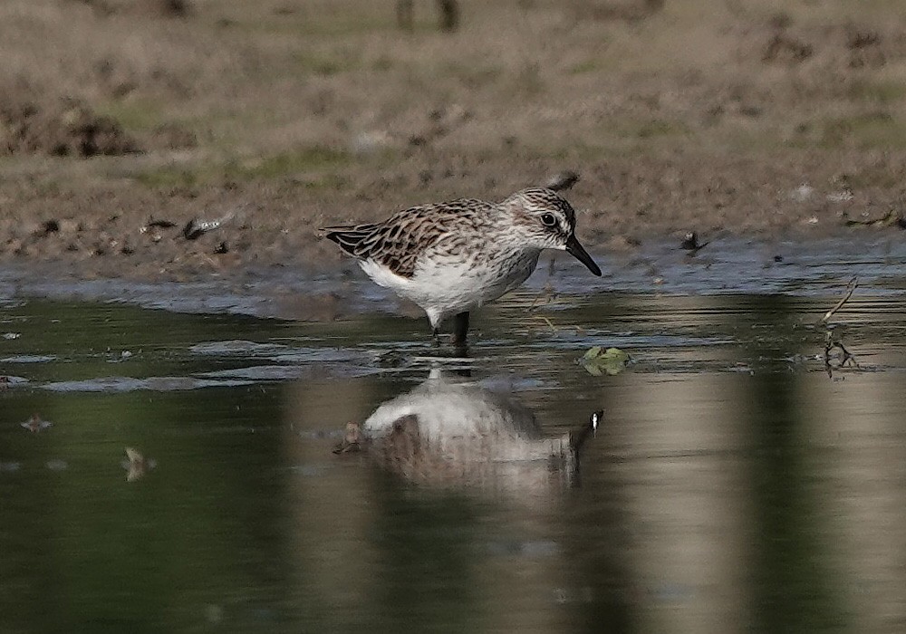 Semipalmated Sandpiper - ML232162351