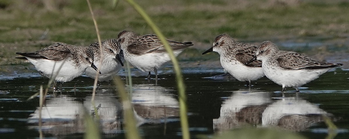 Semipalmated Sandpiper - ML232162571