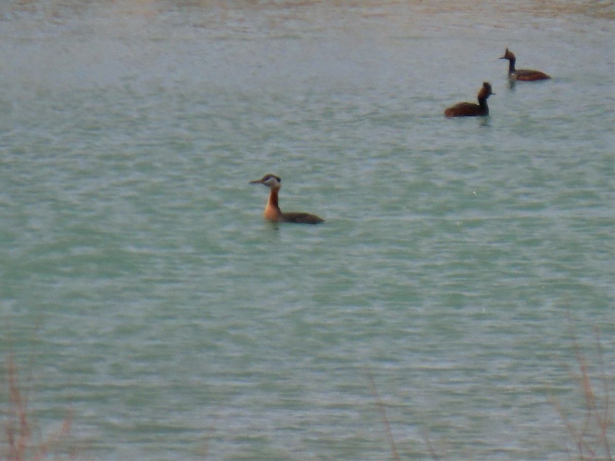 Red-necked Grebe - ML232162711