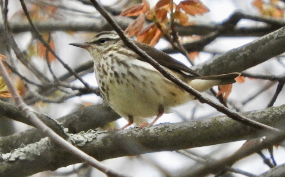 Louisiana Waterthrush - ML232162881