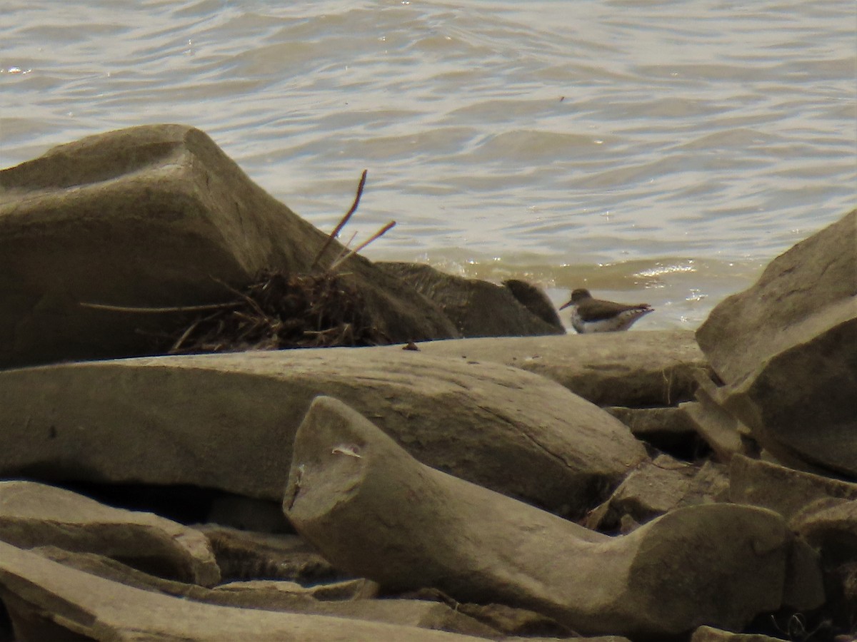 Spotted Sandpiper - ML232163201