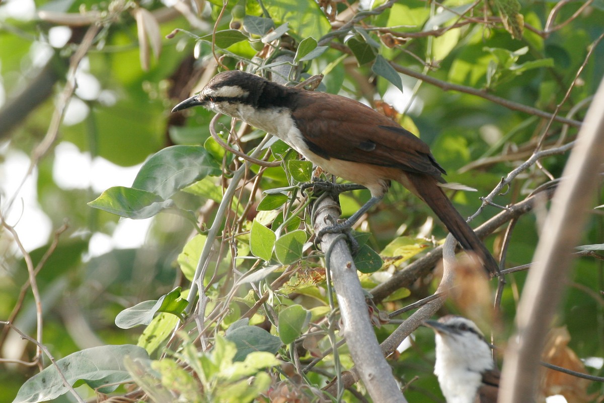 Giant Wren - Chris Wood