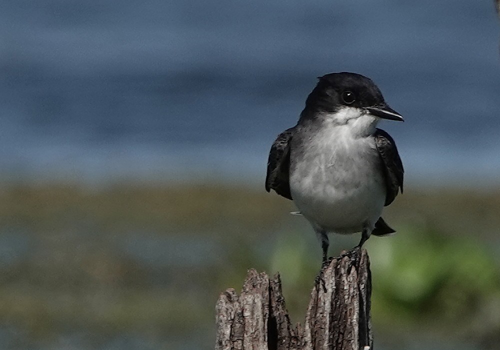 Eastern Kingbird - ML232164101