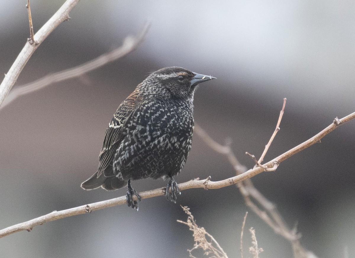 Red-winged Blackbird (Red-winged) - ML232166071