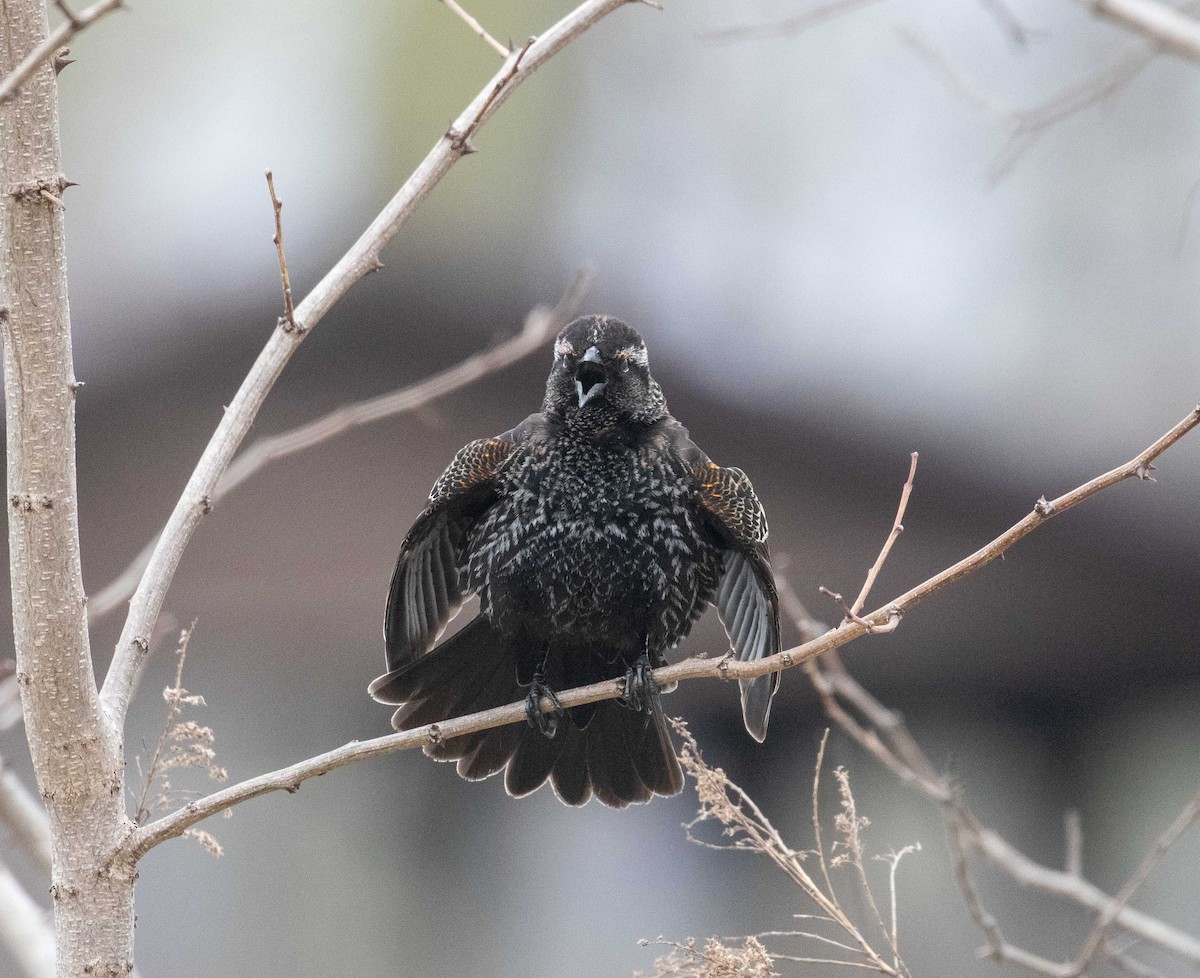 Red-winged Blackbird (Red-winged) - ML232166091