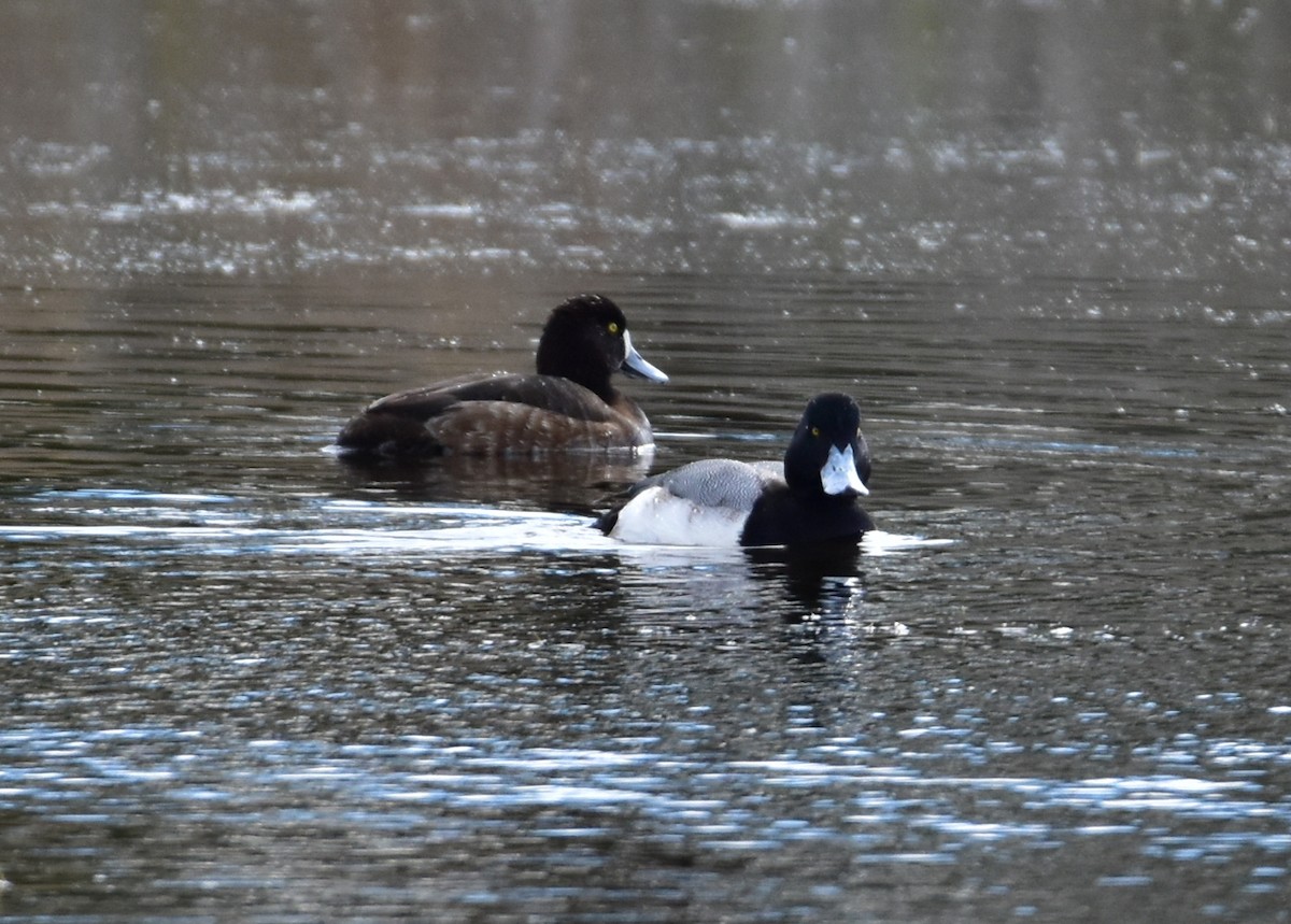 Greater Scaup - Kav Eldredge