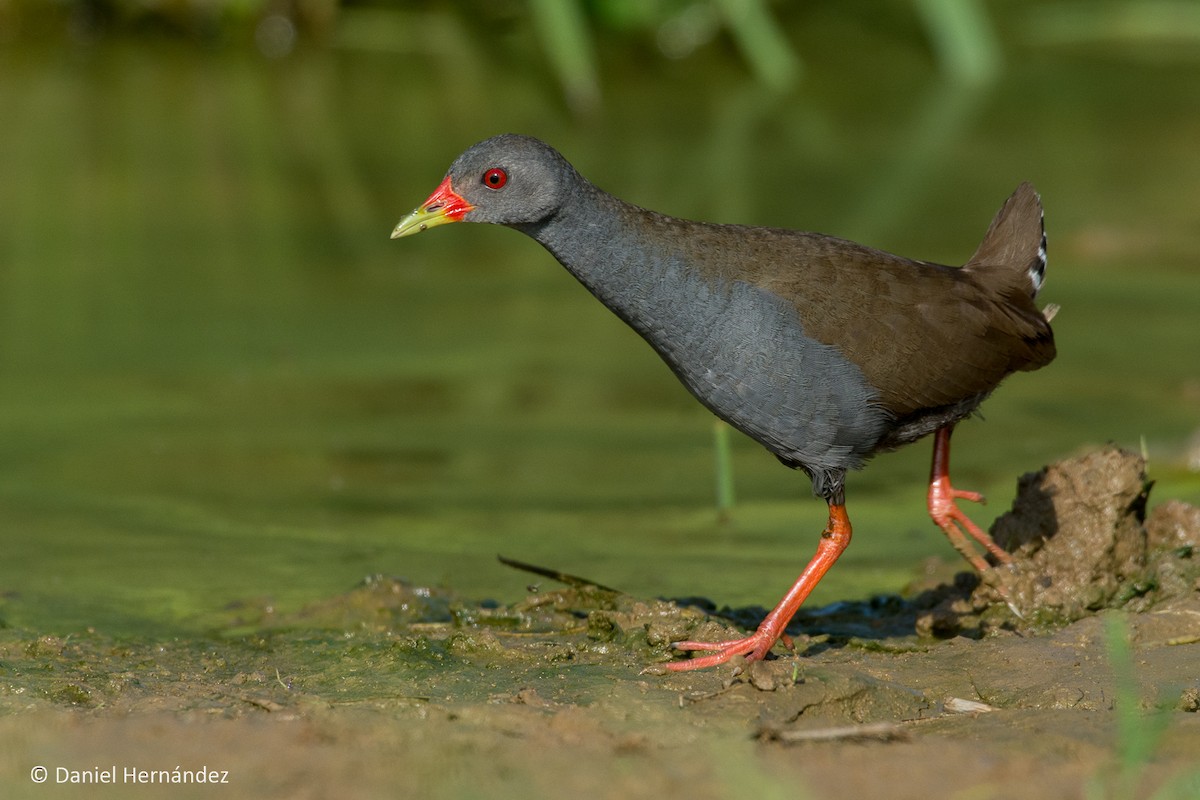 Paint-billed Crake - Daniel Hernandez