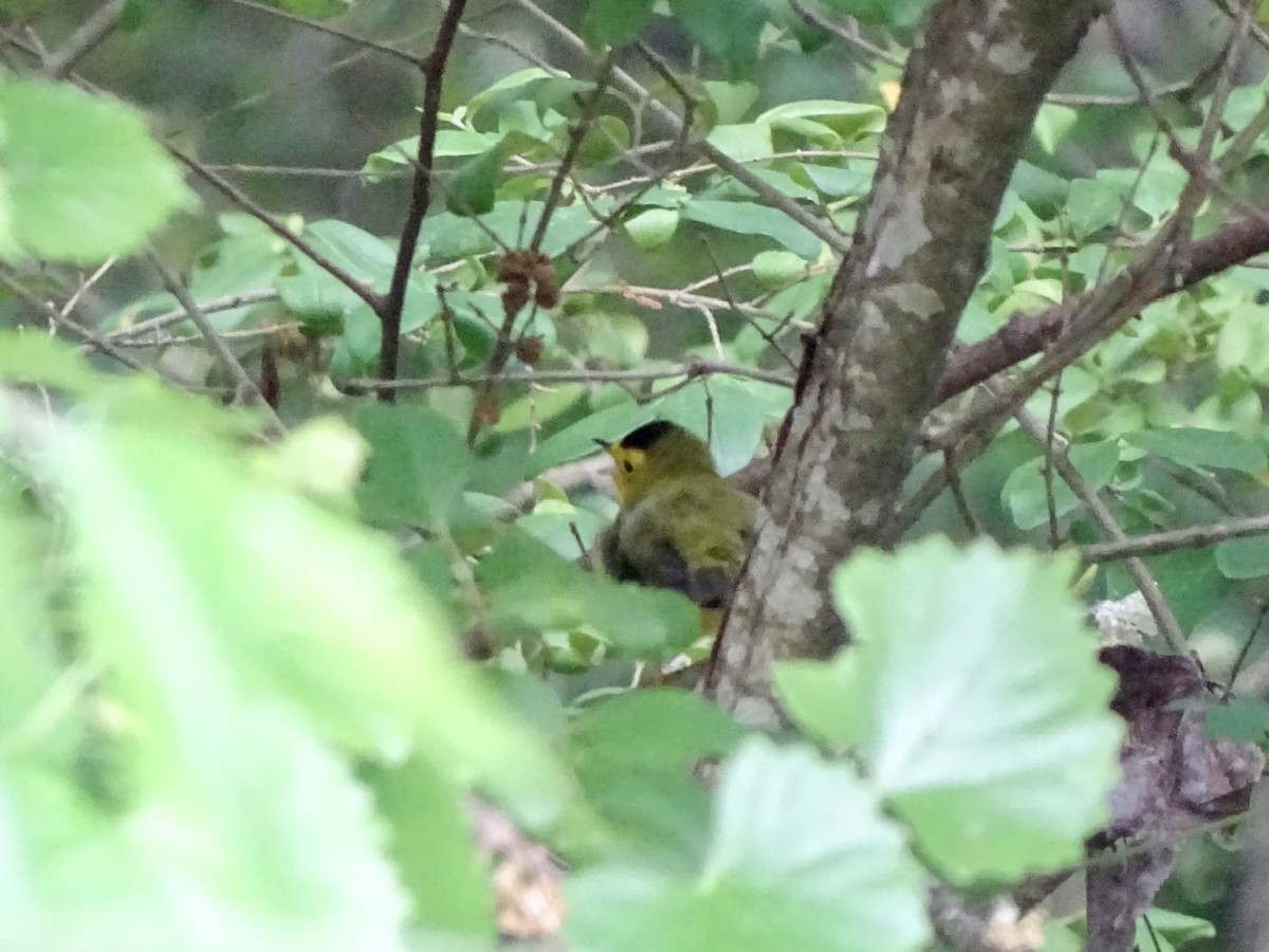 Wilson's Warbler - Fleeta Chauvigne