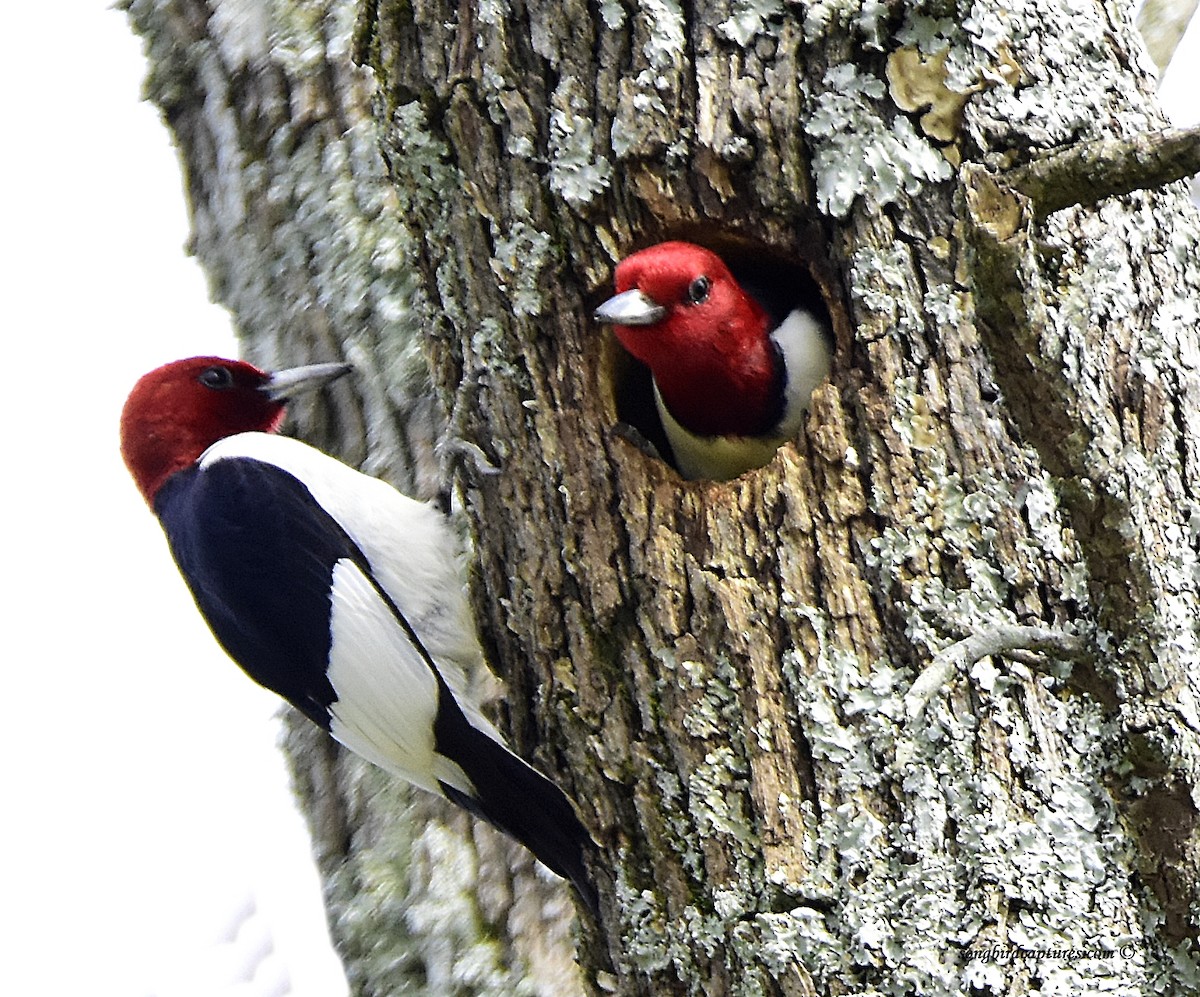 Red-headed Woodpecker - ML232172881