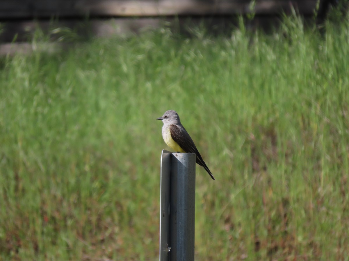 Western Kingbird - ML232173571