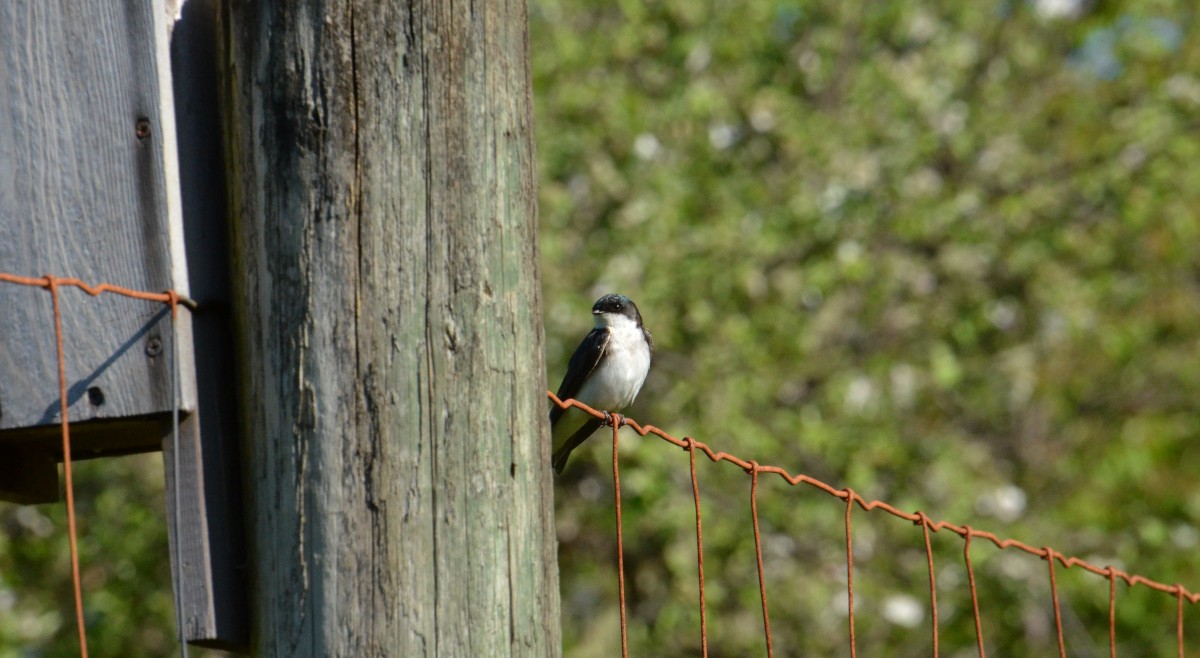 Tree Swallow - ML232173821