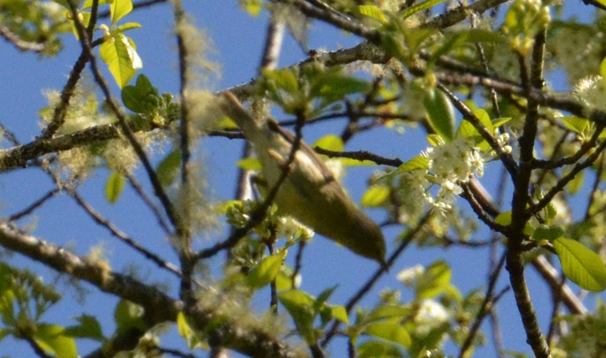 Orange-crowned Warbler - J. Micheal Patterson