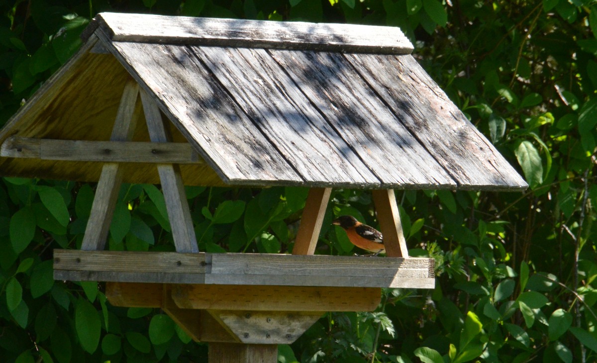 Black-headed Grosbeak - J. Micheal Patterson