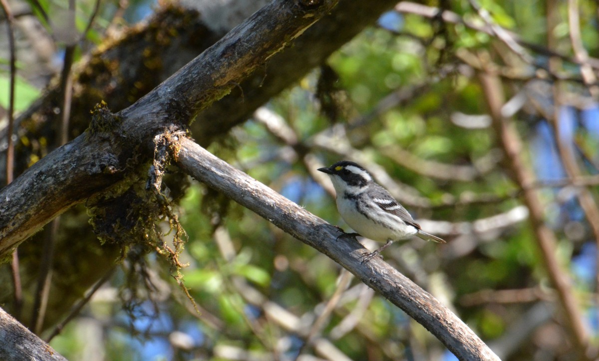 Black-throated Gray Warbler - J. Micheal Patterson