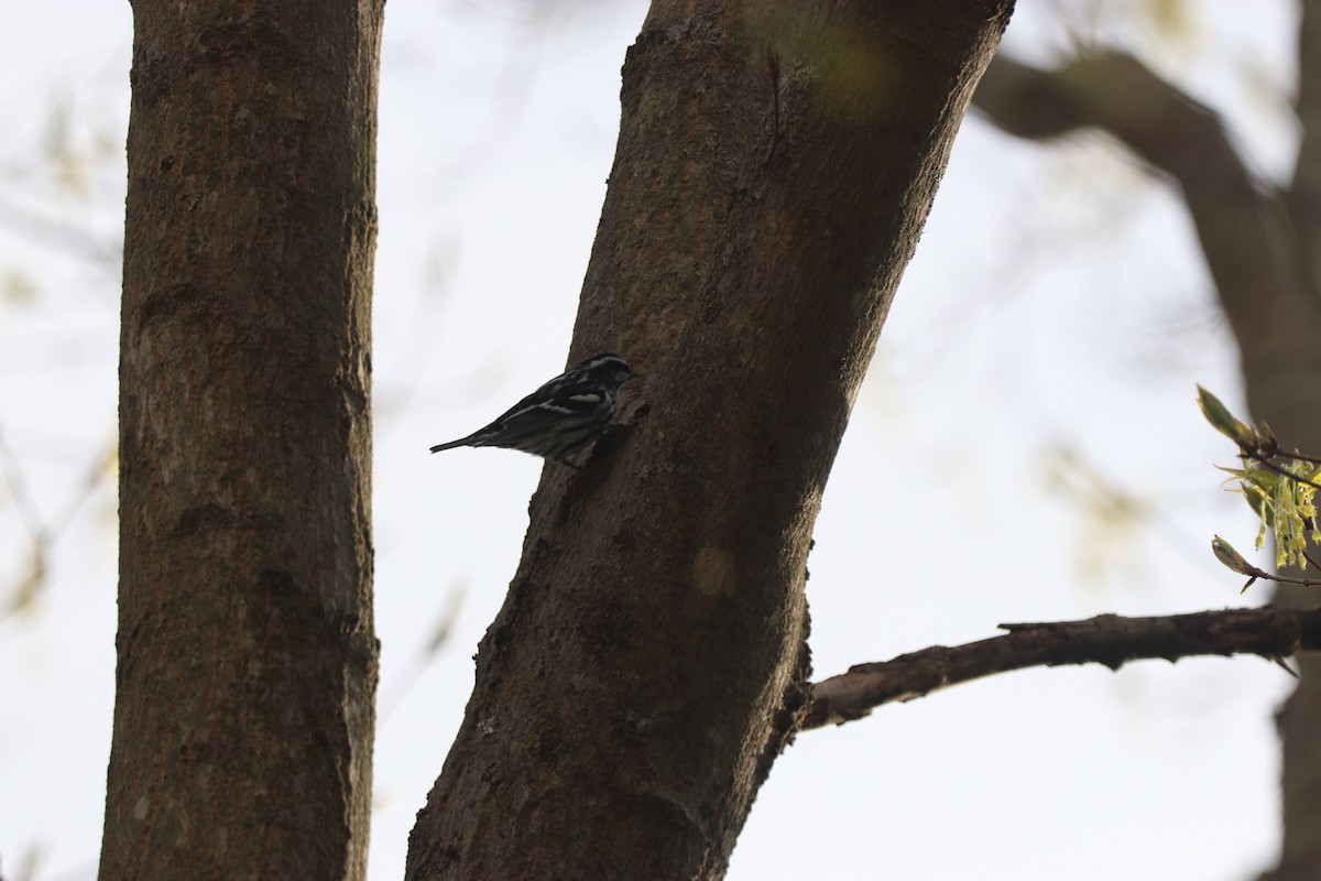 Black-and-white Warbler - ML232176861