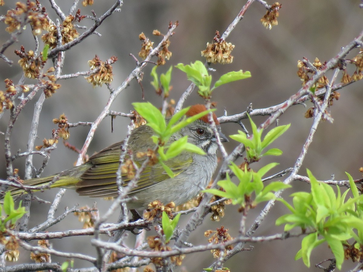 Green-tailed Towhee - ML232178011