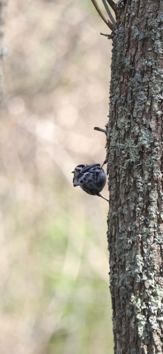 Black-and-white Warbler - ML232178161