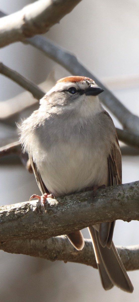 Chipping Sparrow - ML232178731