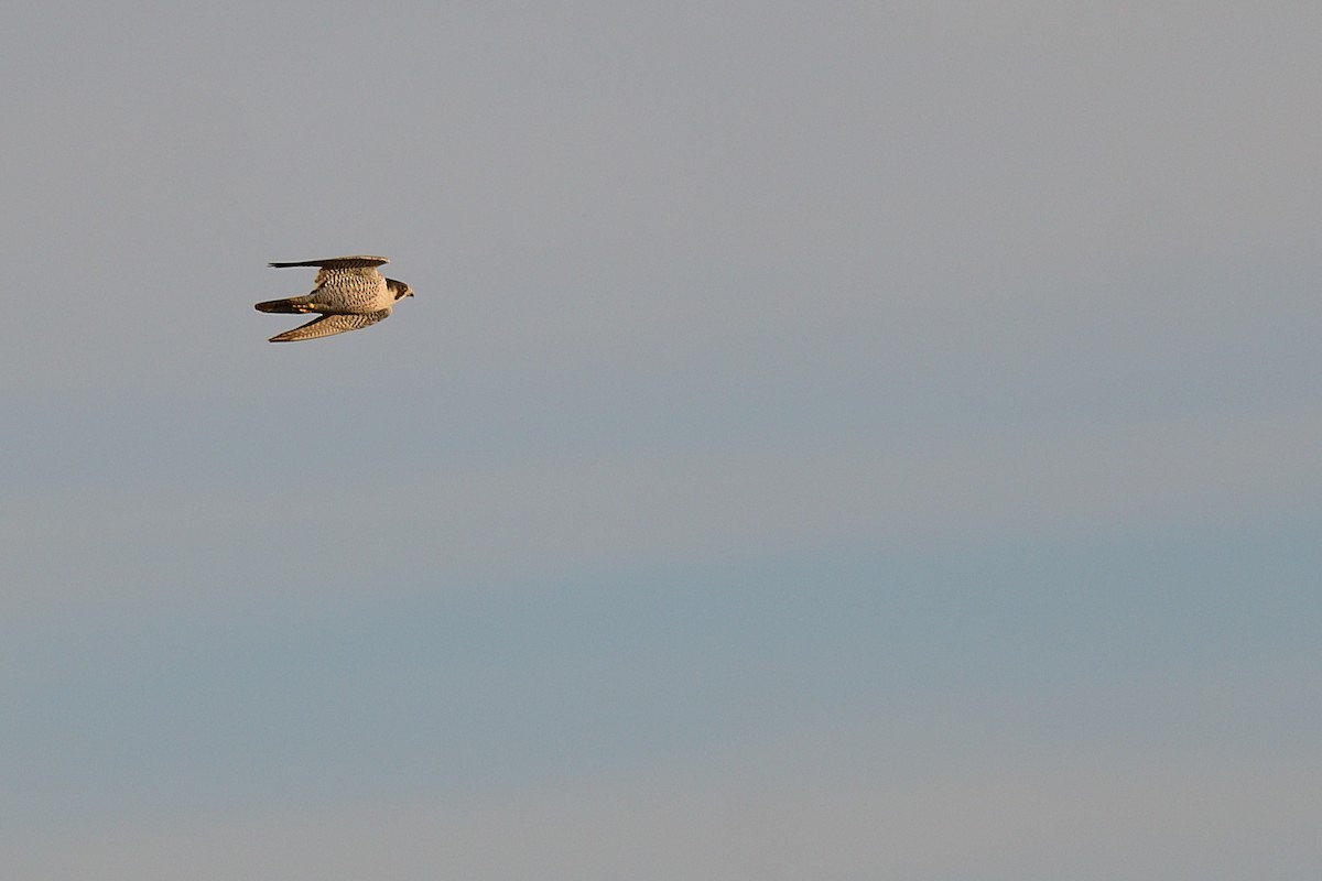 Peregrine Falcon - ML232179921