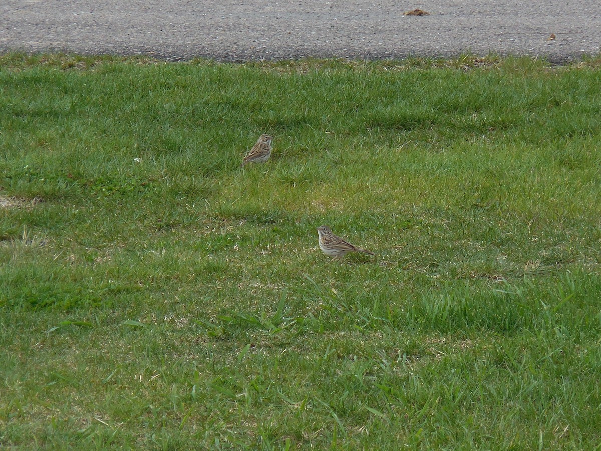 Vesper Sparrow - Scott Freeman
