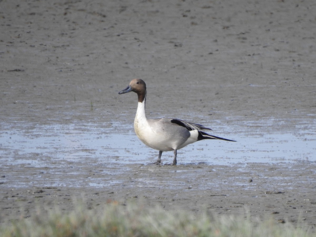 Northern Pintail - ML232182551