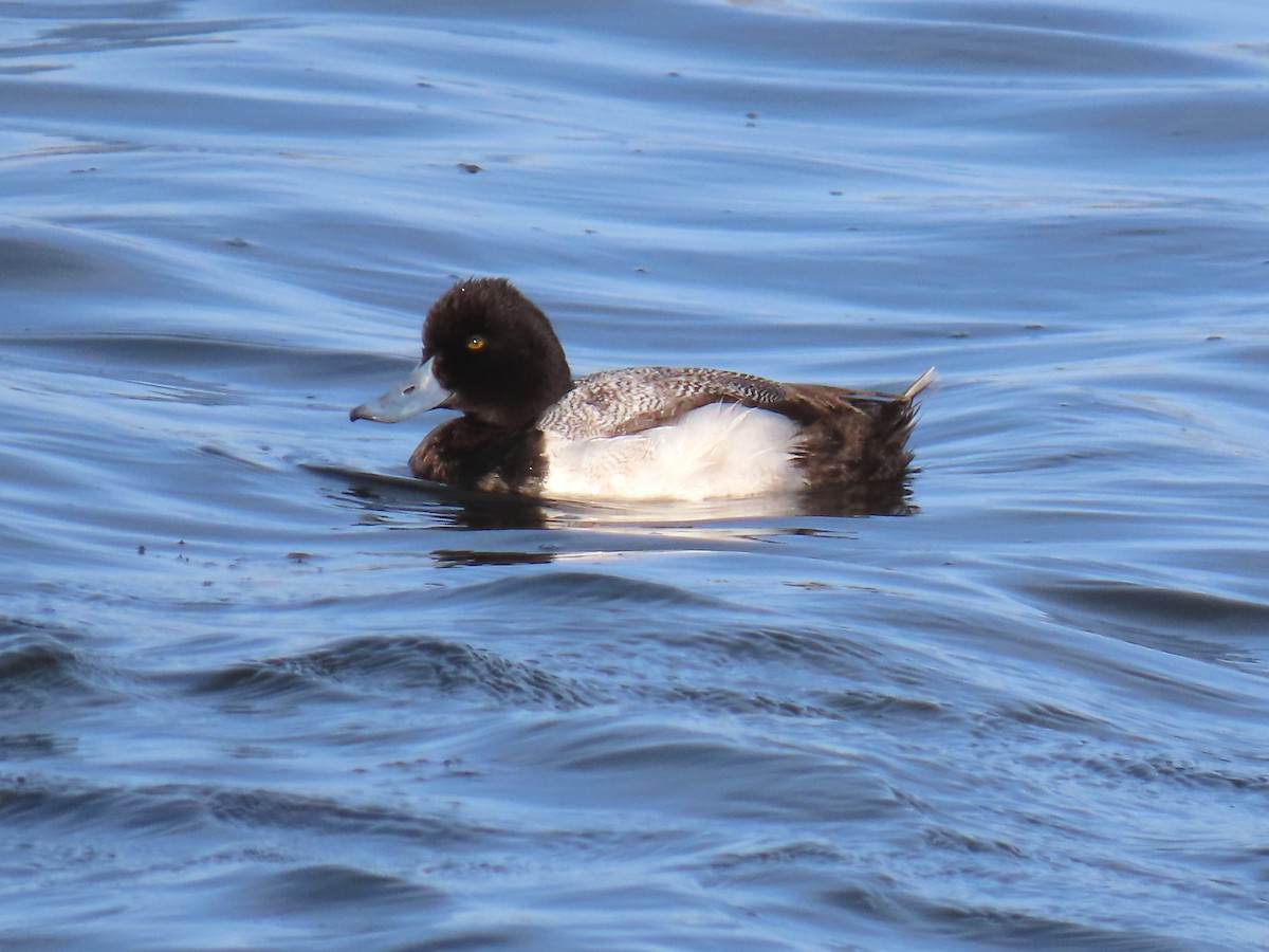 Lesser Scaup - ML232183891