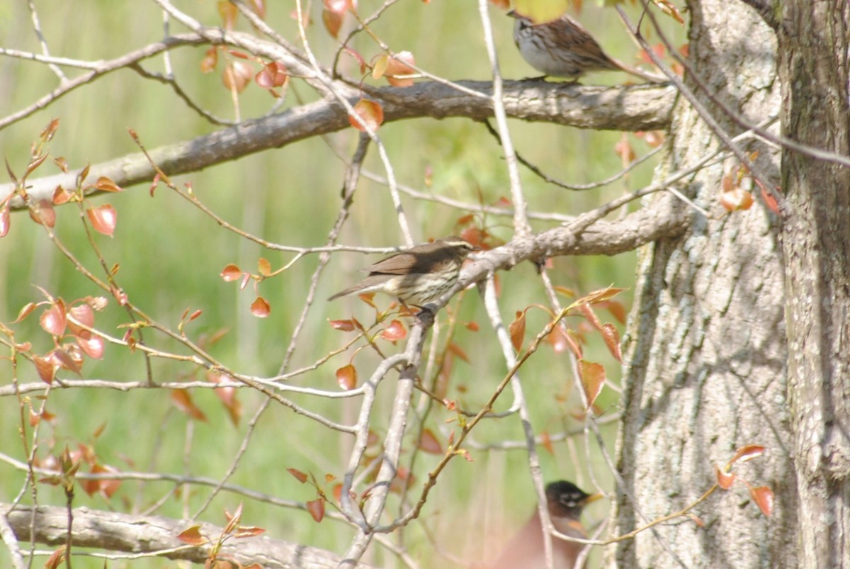 Louisiana/Northern Waterthrush - ML232184501