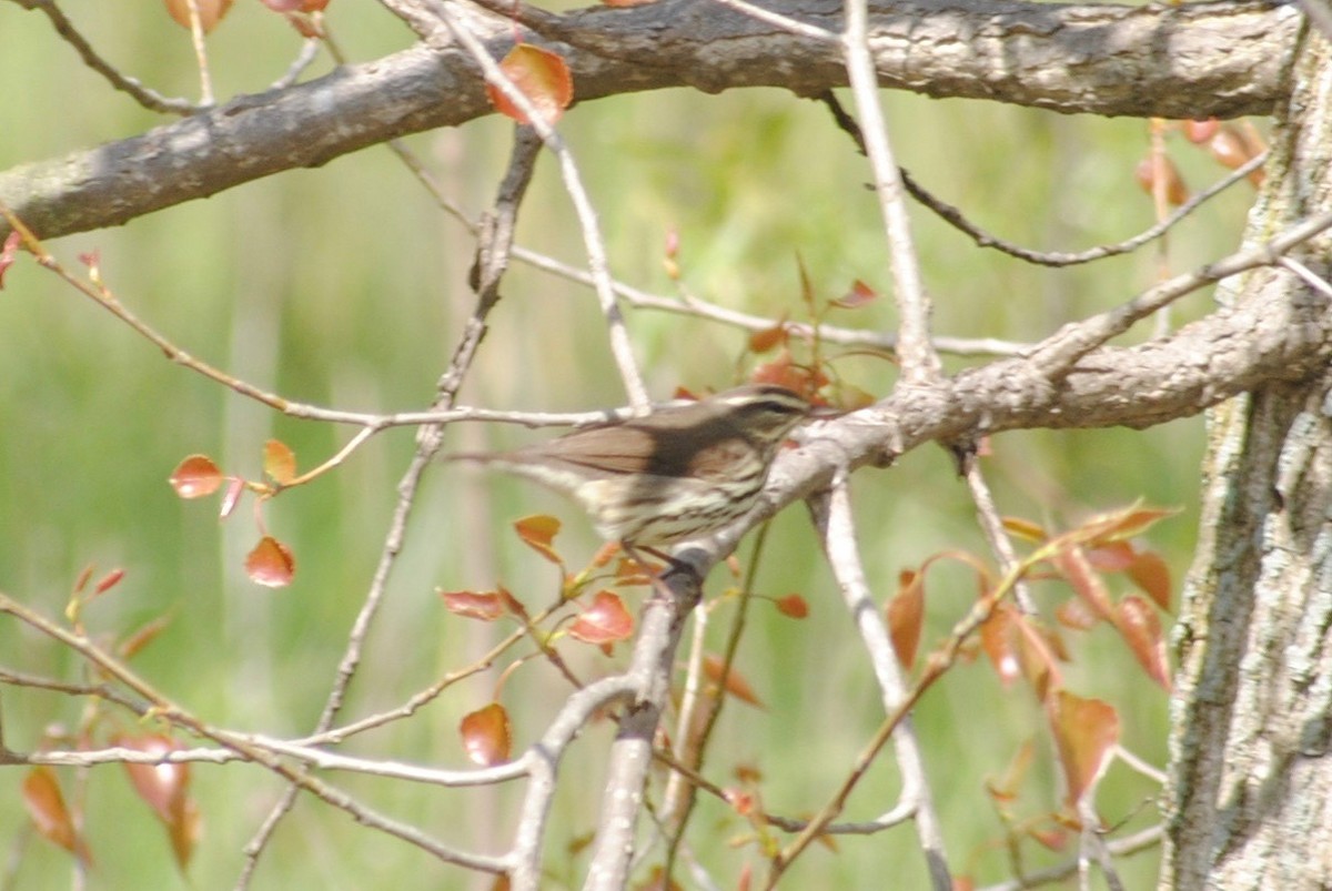 Louisiana/Northern Waterthrush - ML232184511