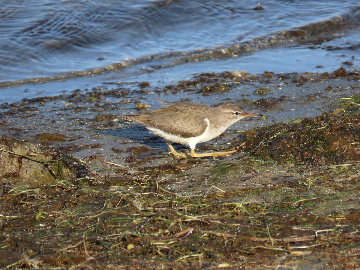 Spotted Sandpiper - ML232184731