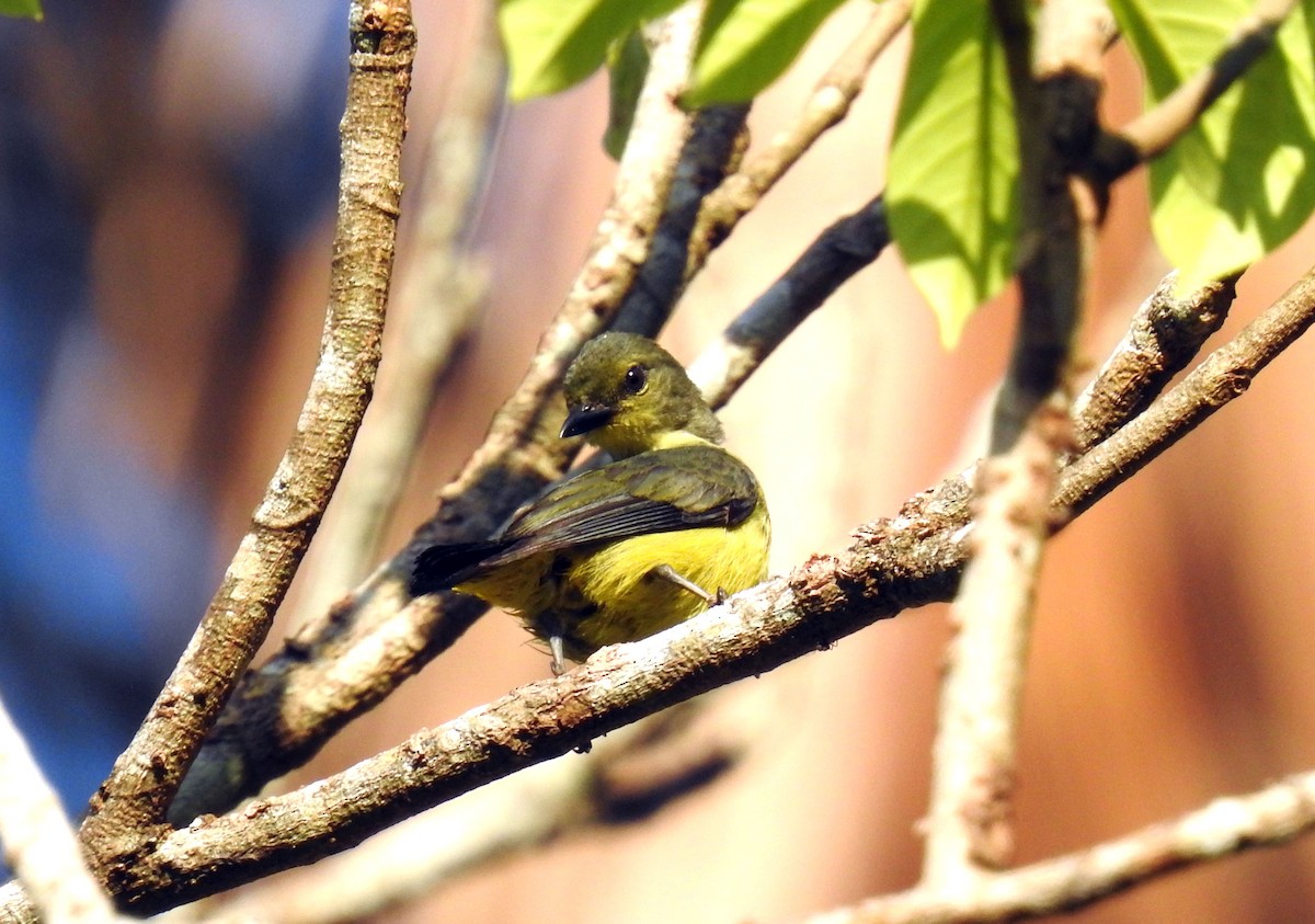 Orange-bellied Flowerpecker - Julius Paner