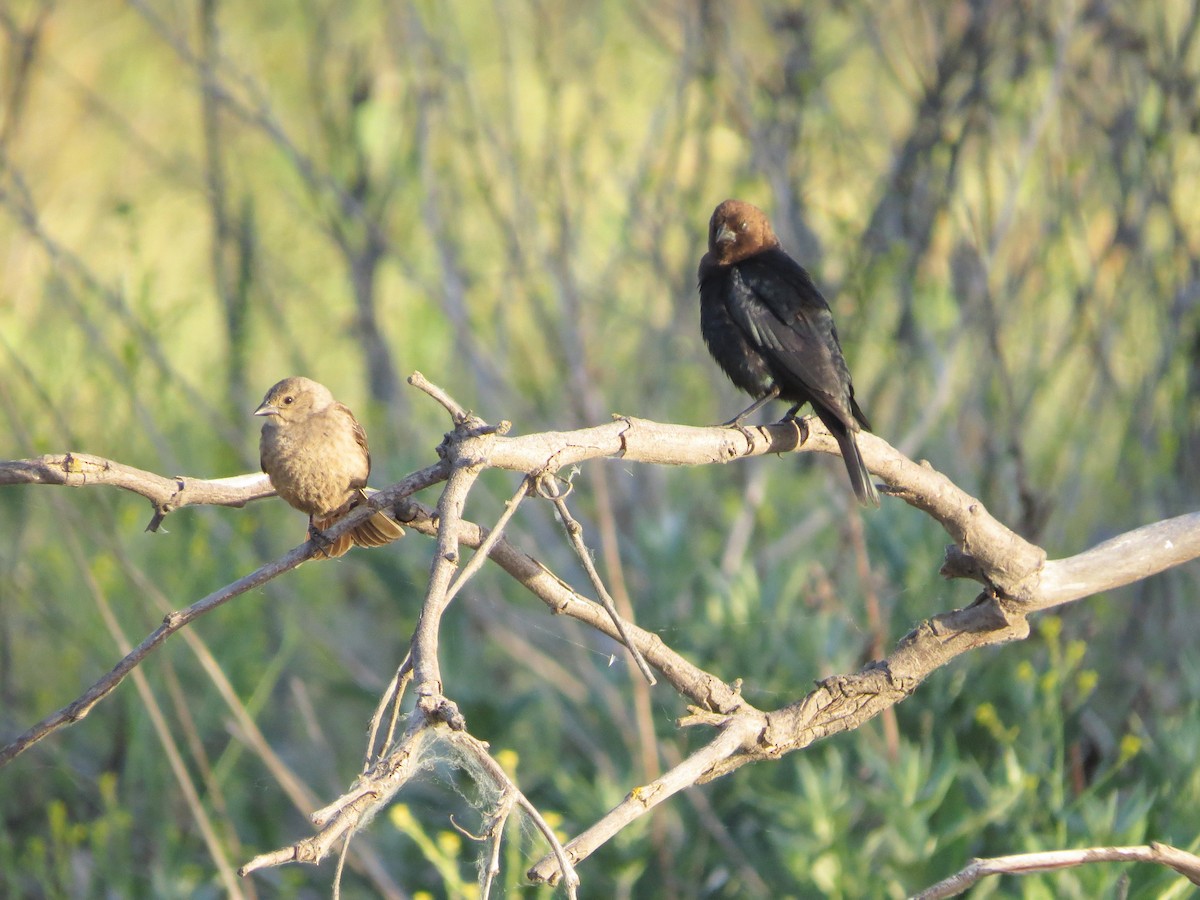 Brown-headed Cowbird - ML232184931