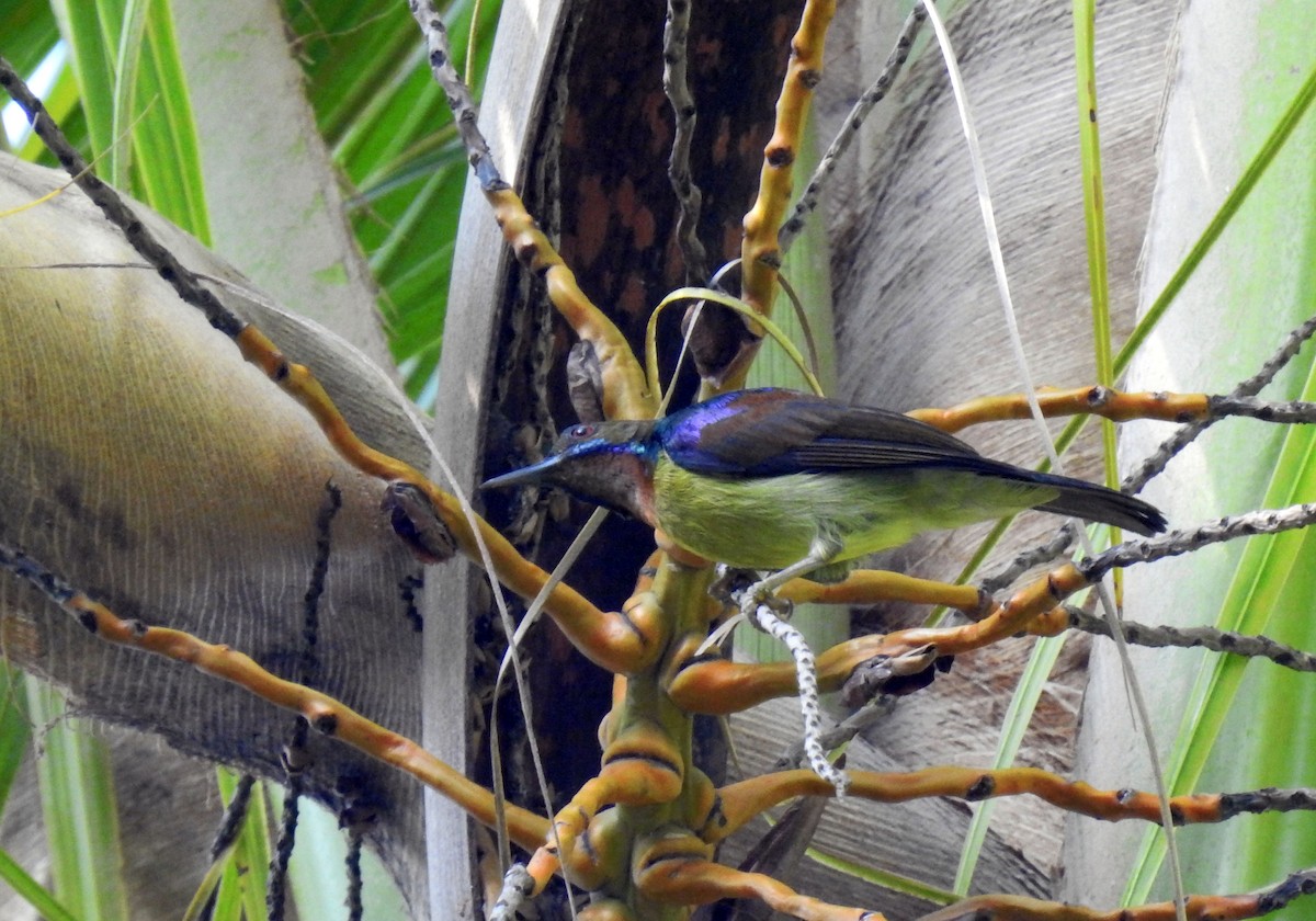Brown-throated Sunbird - Julius Paner
