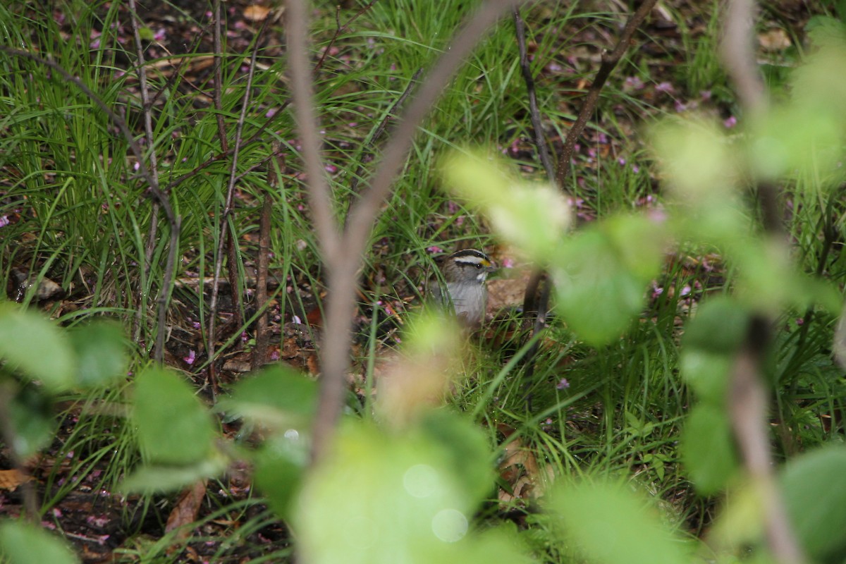 White-throated Sparrow - ML232185071