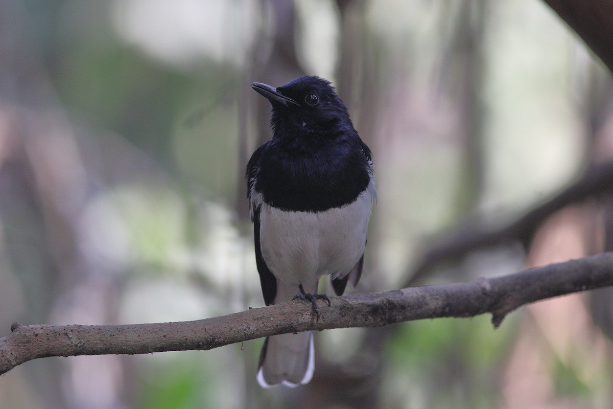 Oriental Magpie-Robin - ML232185361