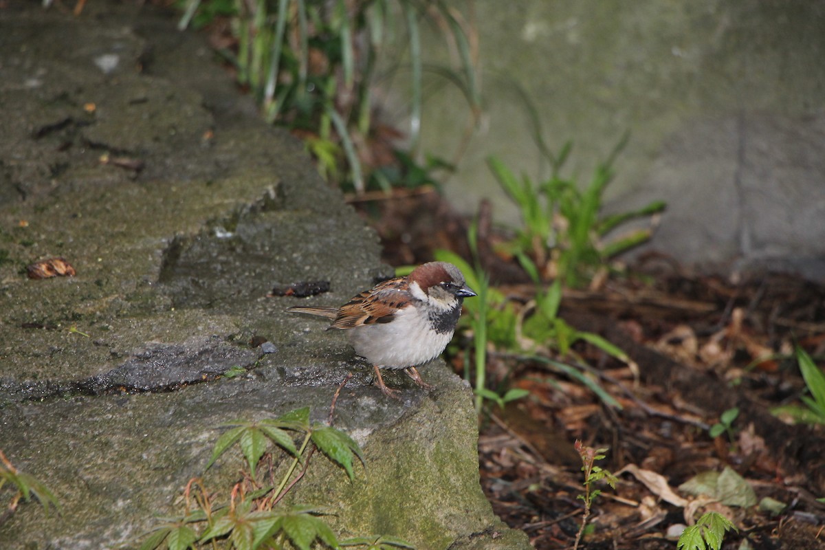 House Sparrow - ML232186461