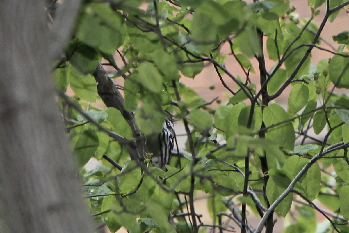 Black-and-white Warbler - ML232186811