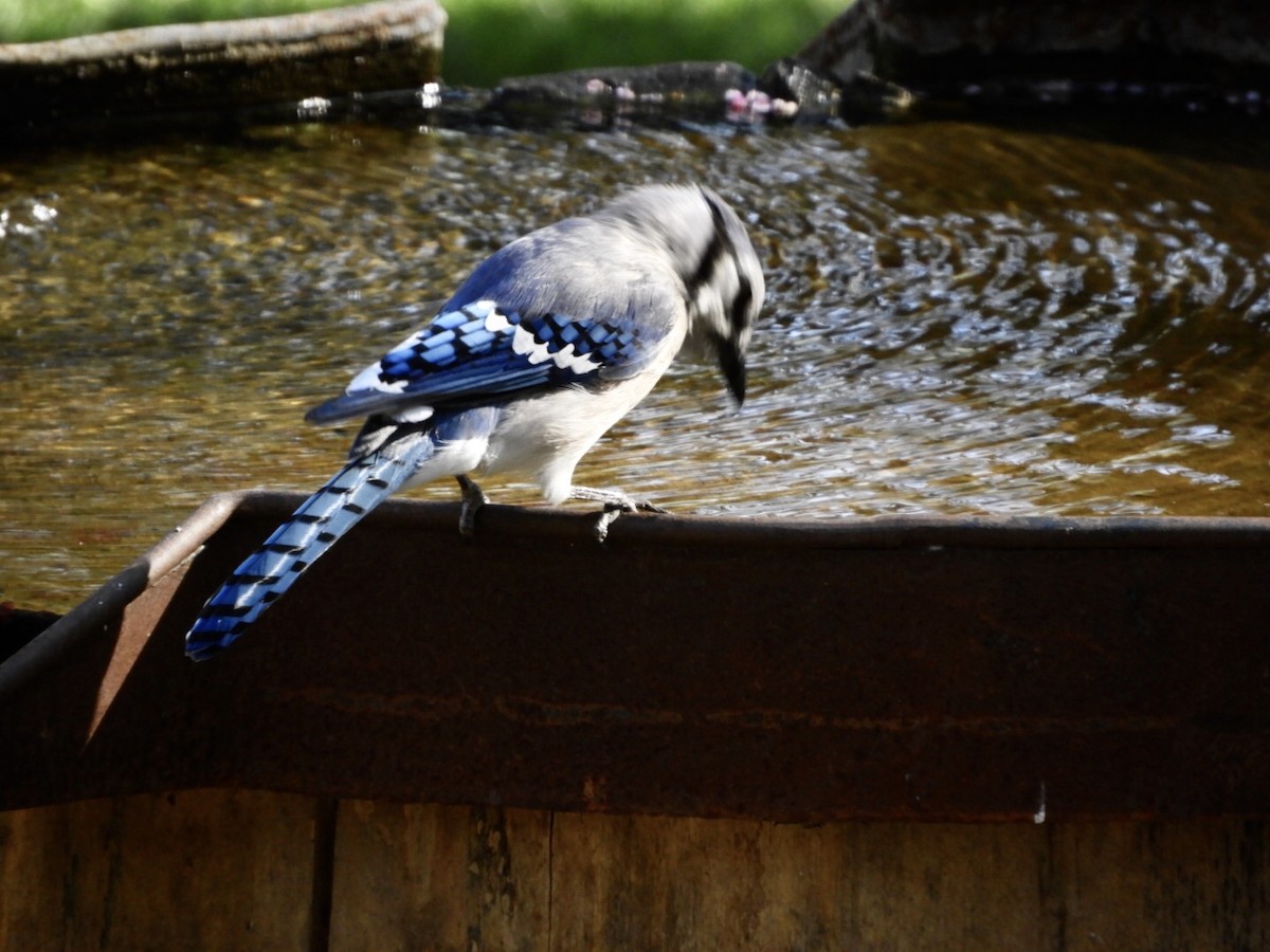 Blue Jay - ML232188071