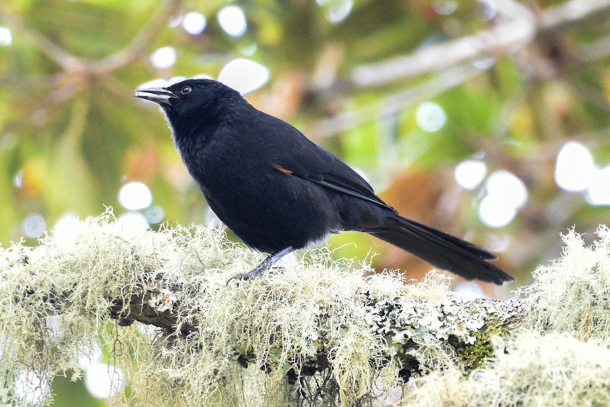 Mountain Grackle - Herman Amaya