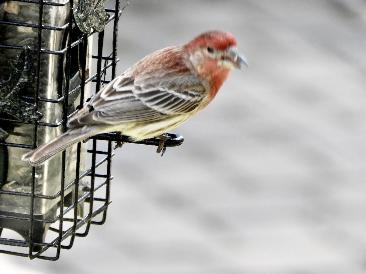 House Finch - ML232188671