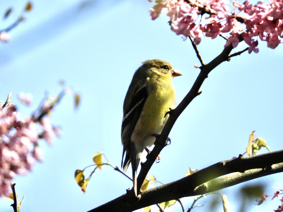 American Goldfinch - ML232188951