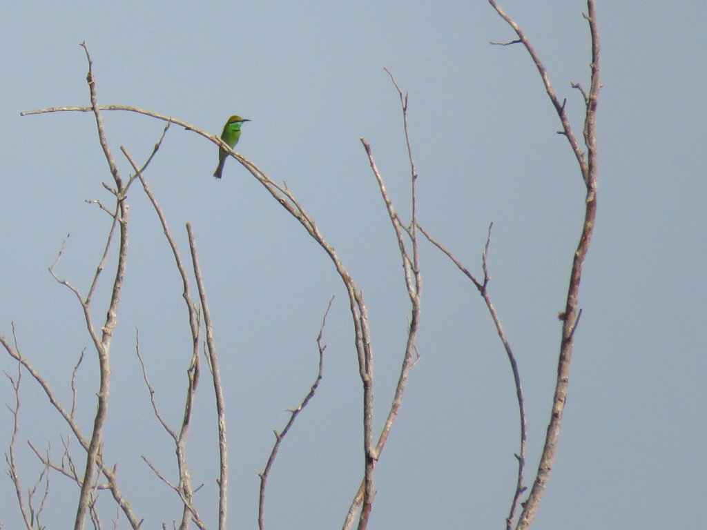 Asian Green Bee-eater - ML23219021
