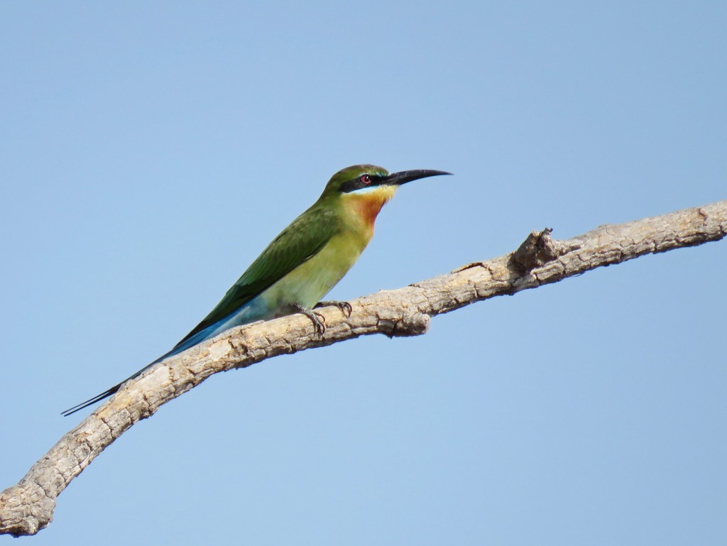 Blue-tailed Bee-eater - ML23219031