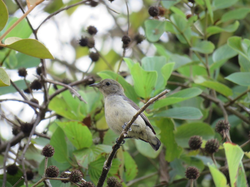 Scarlet-backed Flowerpecker - ML23219101