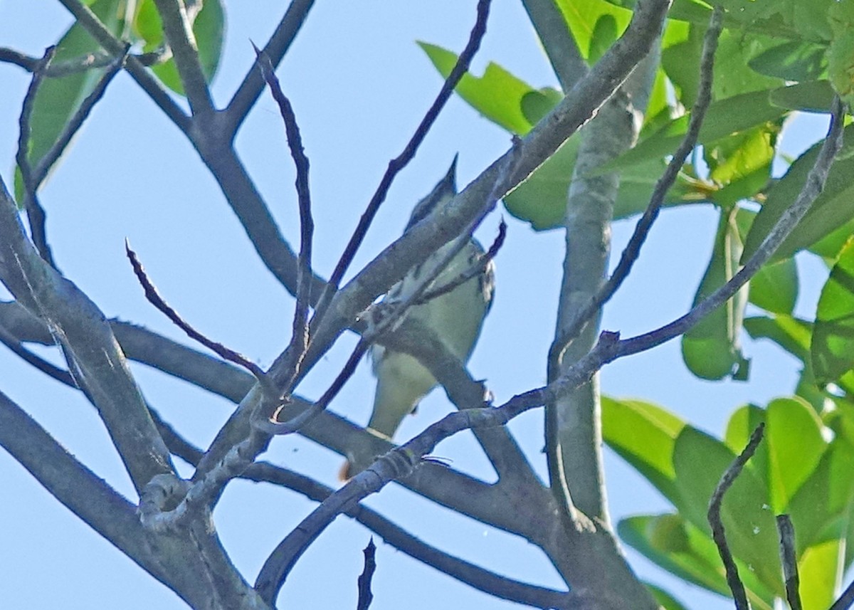 Blackpoll Warbler - ML232191311